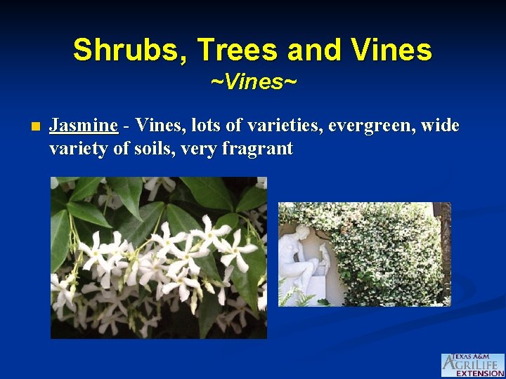 Shrubs, Trees and Vines ~Vines~ n Jasmine - Vines, lots of varieties, evergreen, wide