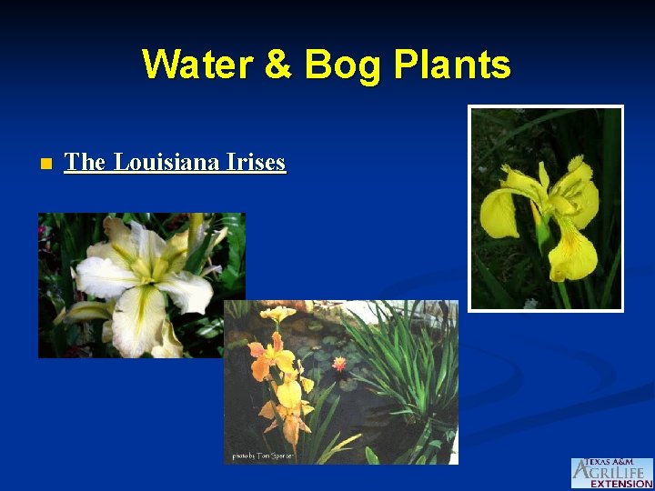 Water & Bog Plants n The Louisiana Irises 