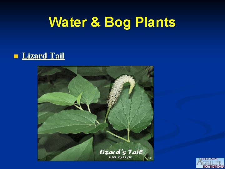 Water & Bog Plants n Lizard Tail 