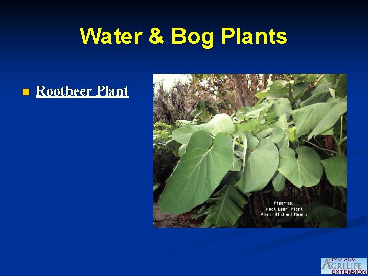 Water & Bog Plants n Rootbeer Plant 
