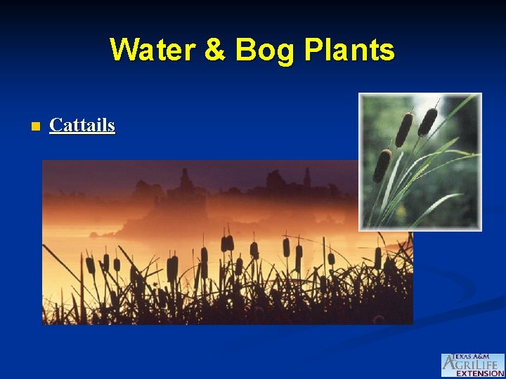Water & Bog Plants n Cattails 