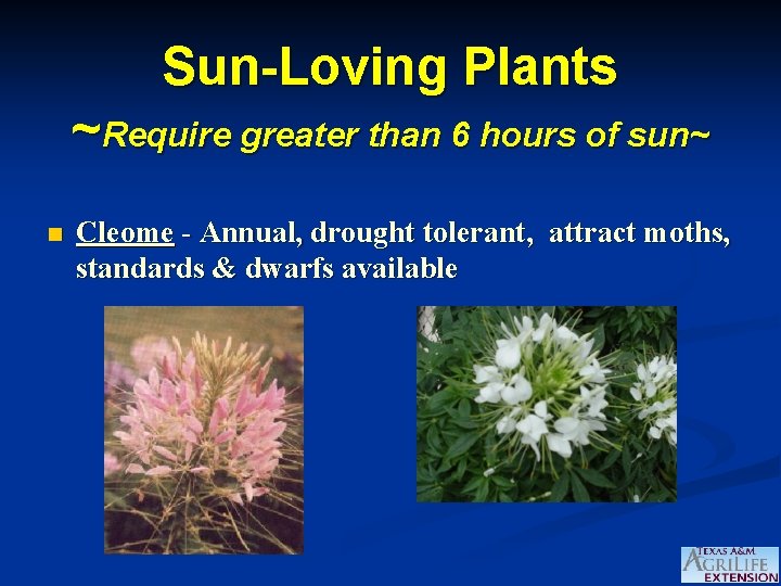 Sun-Loving Plants ~Require greater than 6 hours of sun~ n Cleome - Annual, drought