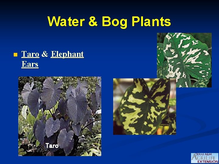 Water & Bog Plants n Taro & Elephant Ears Taro 