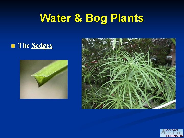 Water & Bog Plants n The Sedges 