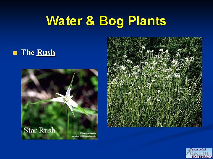 Water & Bog Plants n The Rush 