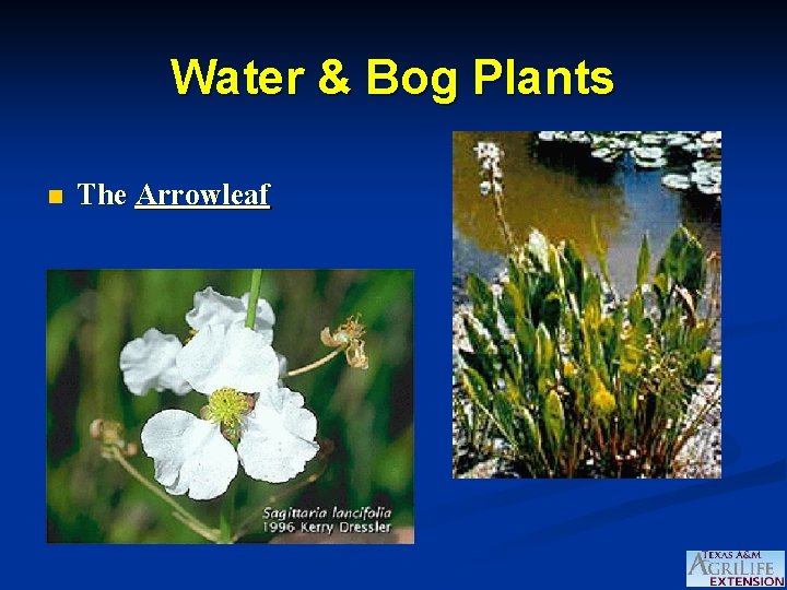 Water & Bog Plants n The Arrowleaf 