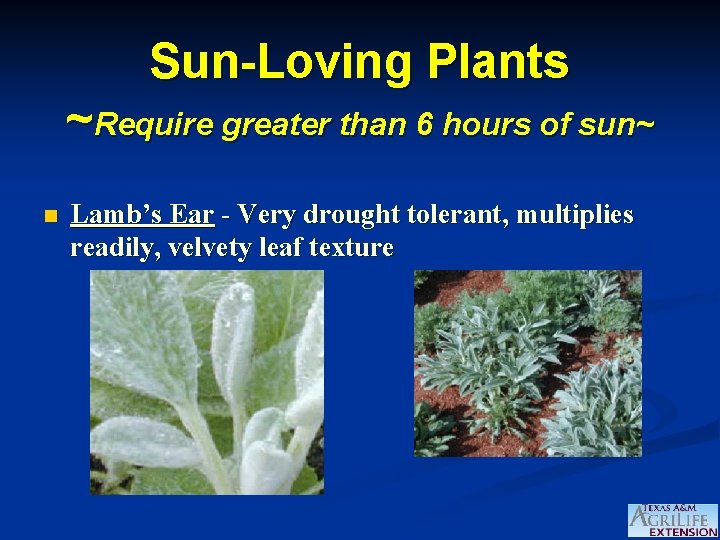 Sun-Loving Plants ~Require greater than 6 hours of sun~ n Lamb’s Ear - Very