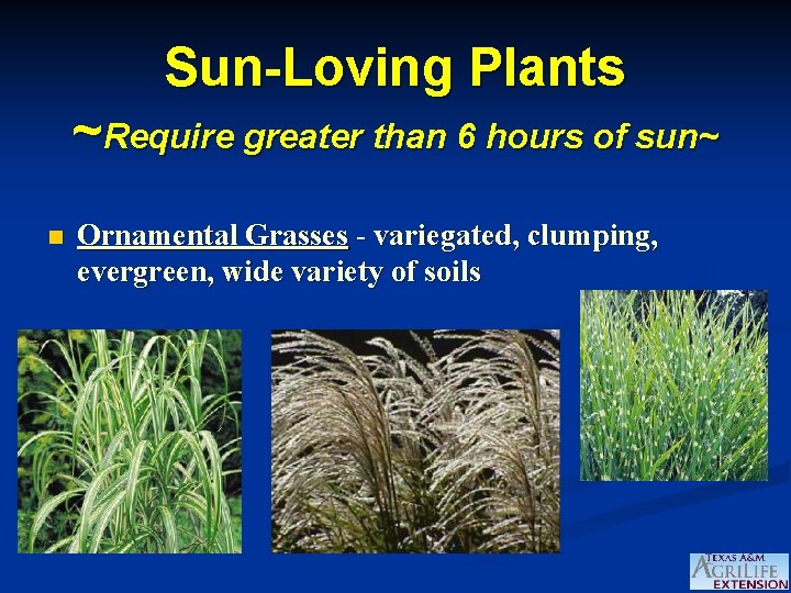 Sun-Loving Plants ~Require greater than 6 hours of sun~ n Ornamental Grasses - variegated,