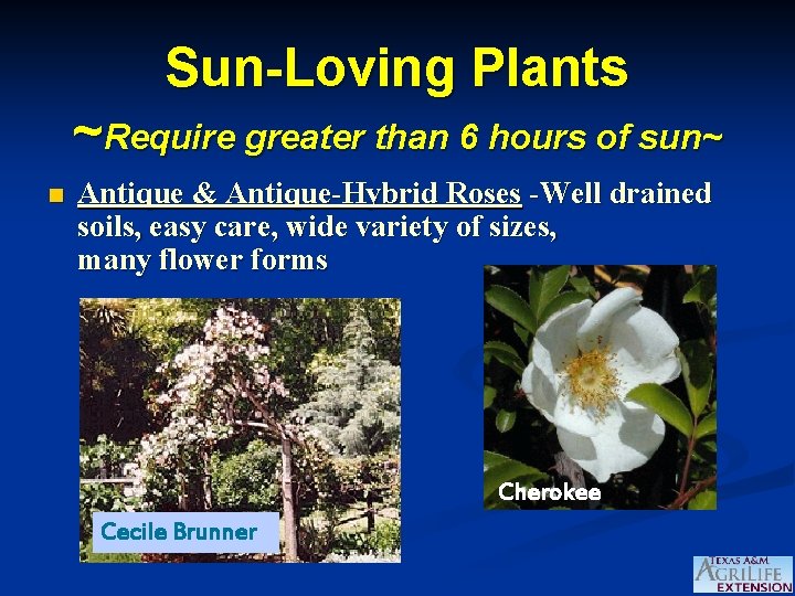 Sun-Loving Plants ~Require greater than 6 hours of sun~ n Antique & Antique-Hybrid Roses