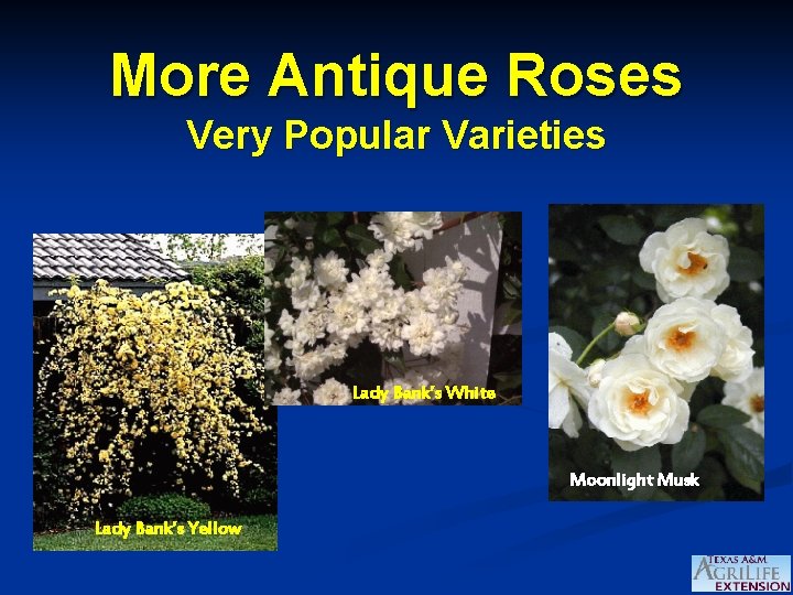 More Antique Roses Very Popular Varieties Lady Bank’s White Moonlight Musk Lady Bank’s Yellow