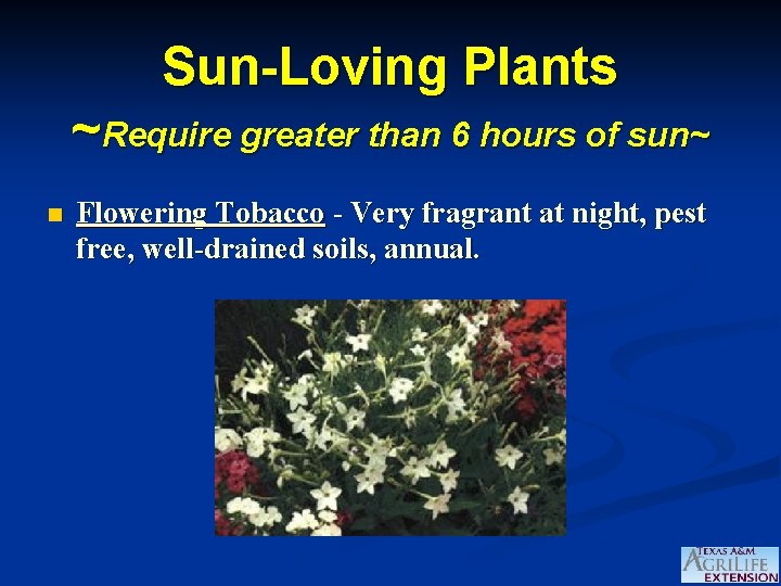 Sun-Loving Plants ~Require greater than 6 hours of sun~ n Flowering Tobacco - Very