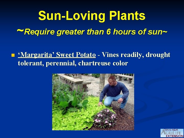 Sun-Loving Plants ~Require greater than 6 hours of sun~ n ‘Margarita’ Sweet Potato -