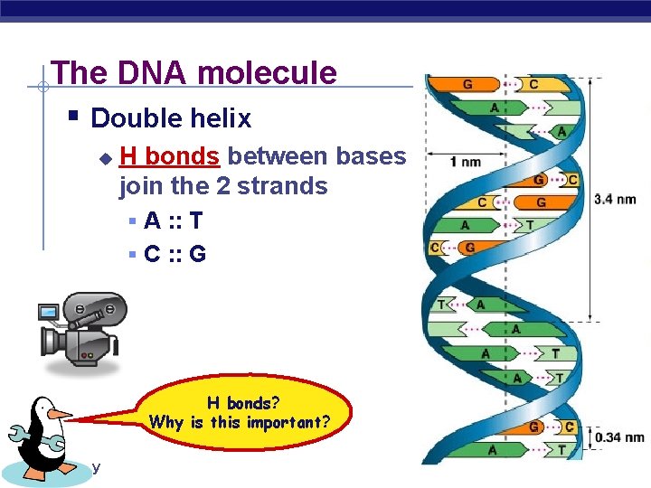The DNA molecule § Double helix u H bonds between bases join the 2