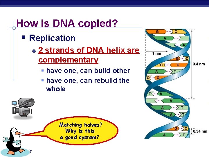 How is DNA copied? § Replication u 2 strands of DNA helix are complementary