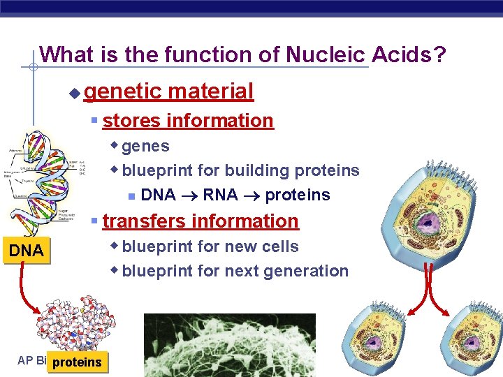 What is the function of Nucleic Acids? u genetic material § stores information w