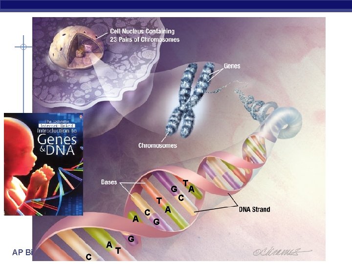 G T A AP Biology A C G T C G A T C