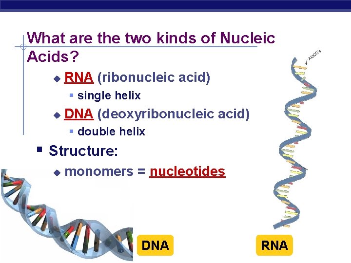 What are the two kinds of Nucleic Acids? u RNA (ribonucleic acid) § single