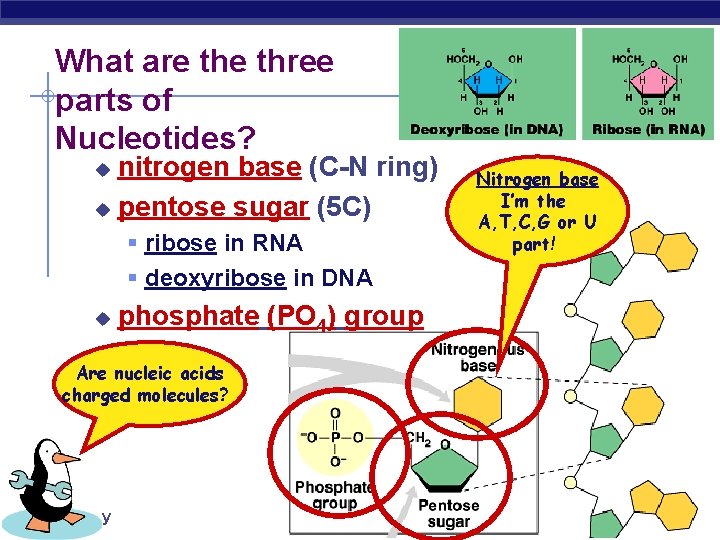 What are three parts of Nucleotides? nitrogen base (C-N ring) u pentose sugar (5