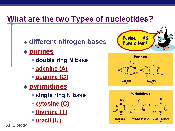 What are the two Types of nucleotides? different nitrogen bases u purines u §