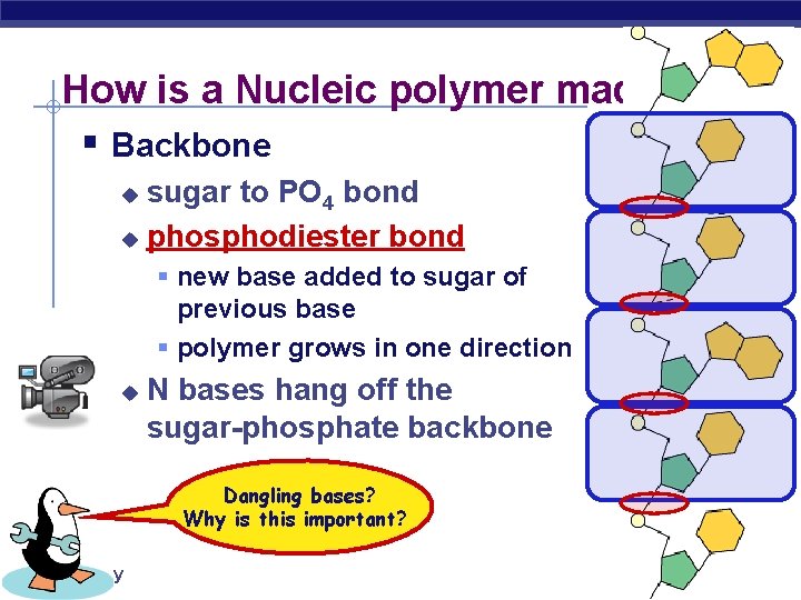 How is a Nucleic polymer made? § Backbone sugar to PO 4 bond u