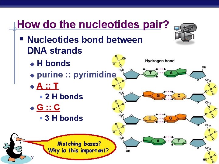 How do the nucleotides pair? § Nucleotides bond between DNA strands H bonds u