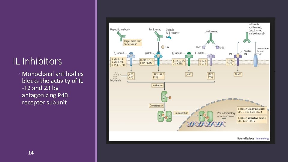 IL Inhibitors ◦ Monoclonal antibodies blocks the activity of IL -12 and 23 by