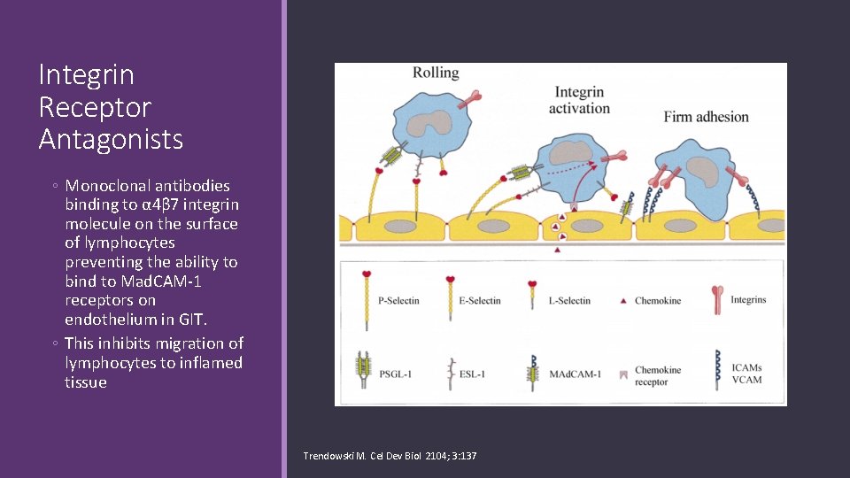 Integrin Receptor Antagonists ◦ Monoclonal antibodies binding to α 4β 7 integrin molecule on