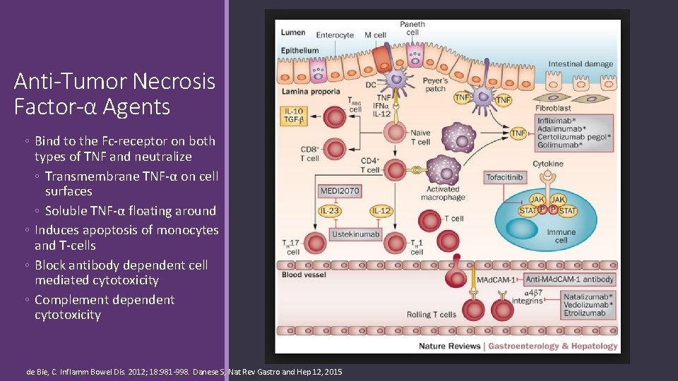Anti-Tumor Necrosis Factor-α Agents ◦ Bind to the Fc-receptor on both types of TNF
