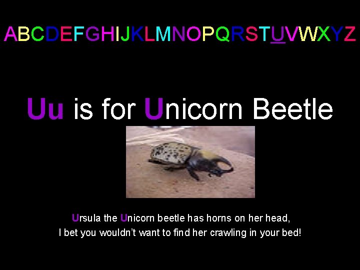 ABCDEFGHIJKLMNOPQRSTUVWXYZ Uu is for Unicorn Beetle Ursula the Unicorn beetle has horns on her