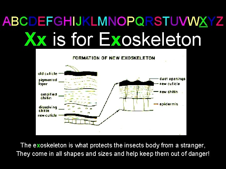 ABCDEFGHIJKLMNOPQRSTUVWXYZ Xx is for Exoskeleton The exoskeleton is what protects the insects body from