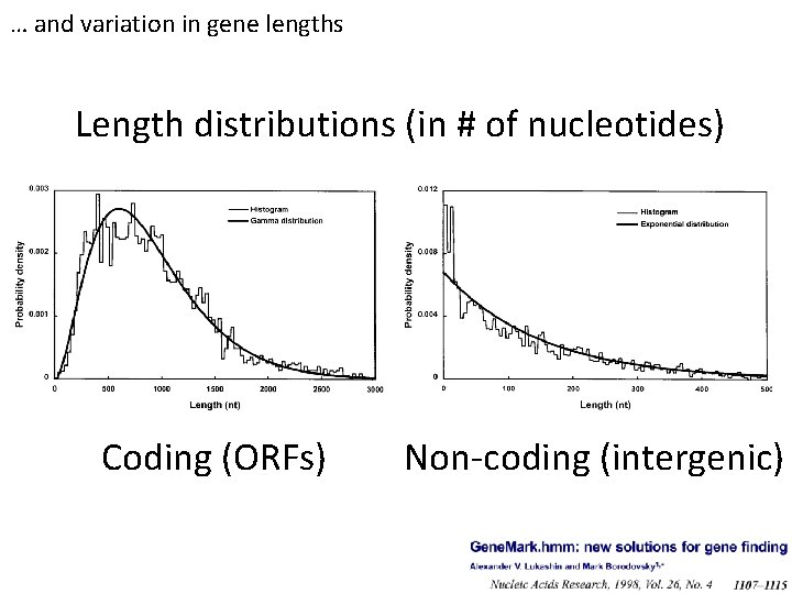 … and variation in gene lengths Length distributions (in # of nucleotides) Coding (ORFs)