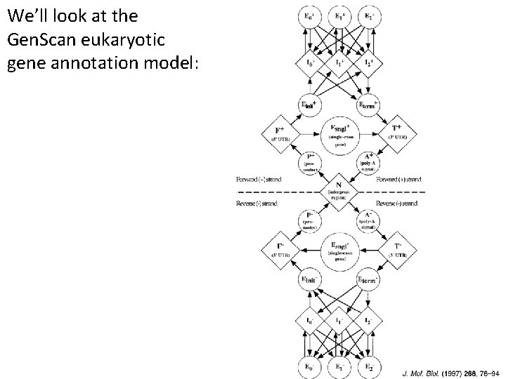 We’ll look at the Gen. Scan eukaryotic gene annotation model: 