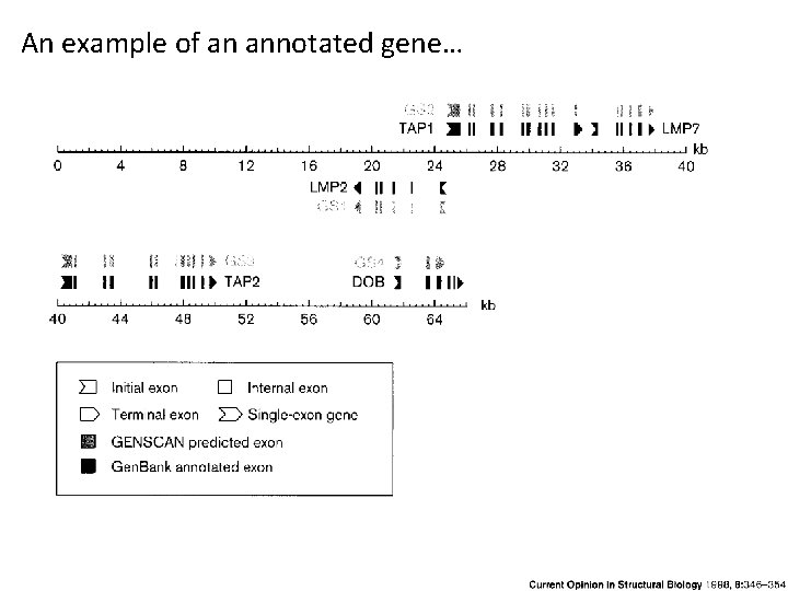 An example of an annotated gene… 