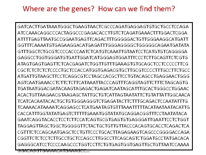 Where are the genes? How can we find them? GATCACTTGATAAATGGGCTGAAGTAACTCGCCCAGATGAGGAGTGTGCTGCCTCCAGA ATCCAAACAGGCCCACTAGGCCCGAGACACCTTGTCTCAGATGAAACTTTGGACTCGGA ATTTTGAGTTAATGCCGGAATGAGTTCAGACTTTGGGGGACTGTTGGGAAGGCATGATT GGTTTCAAAATGTGAGAAGGACATGAGATTTGGGAGGGGCTGGGGGCAGAATGATATA GTTTGGCTCTGCGTCCCCAATCTCATGTCAAATTGTAATCCTCATGTGTCAGGGGA