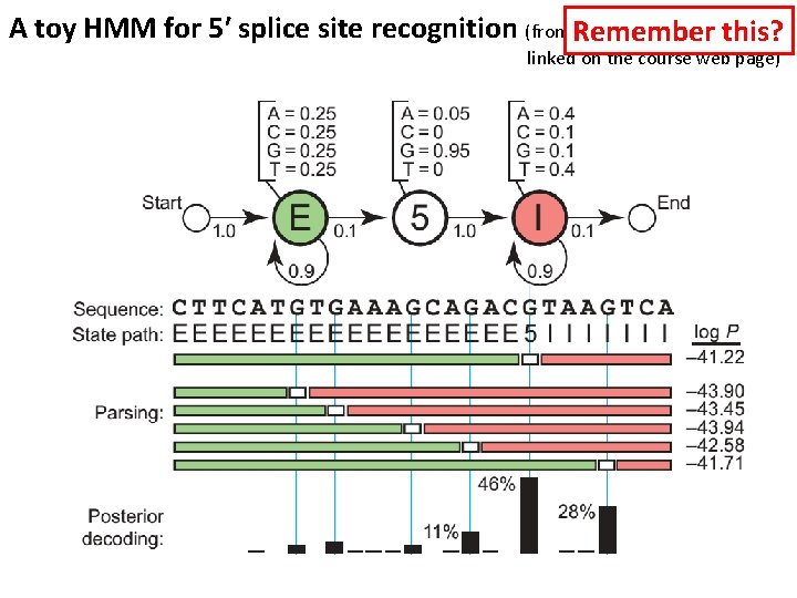 A toy HMM for 5′ splice site recognition (from Remember Sean Eddy’s NBT primer