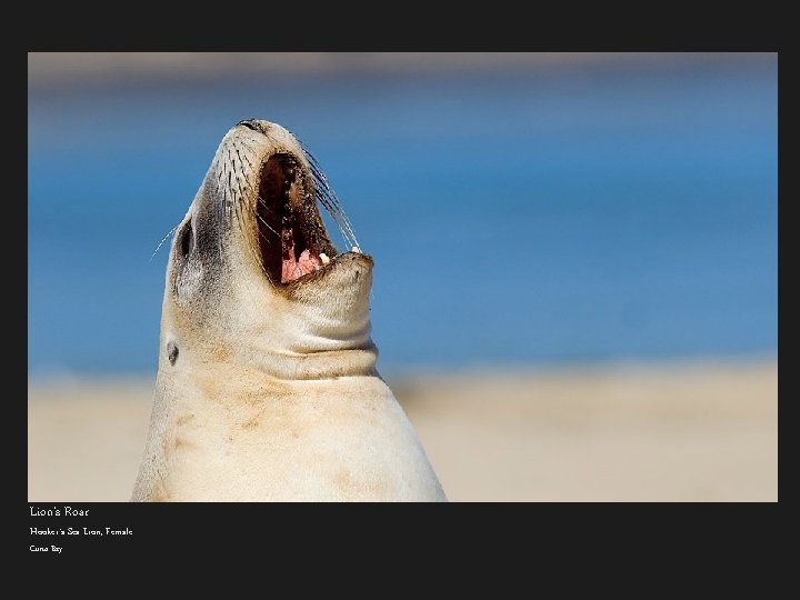 Lion’s Roar Hooker’s Sea Lion, Female Curio Bay 