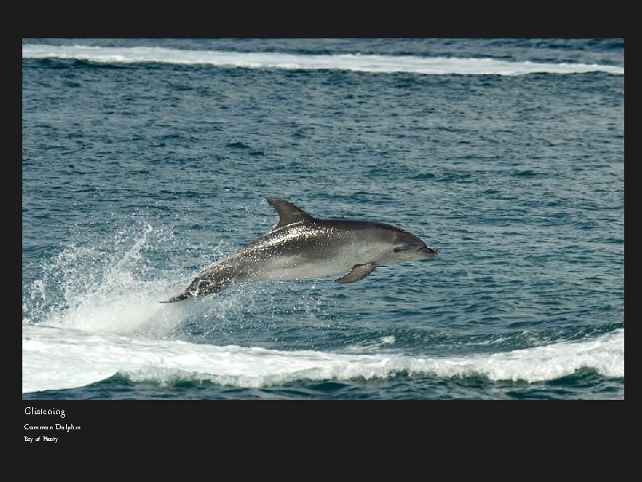 Glistening Common Dolphin Bay of Plenty 