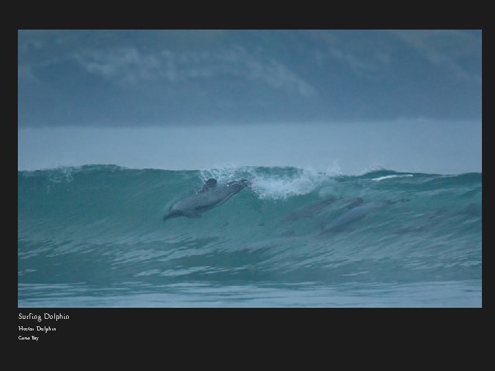 Surfing Dolphin Hector Dolphin Curio Bay 