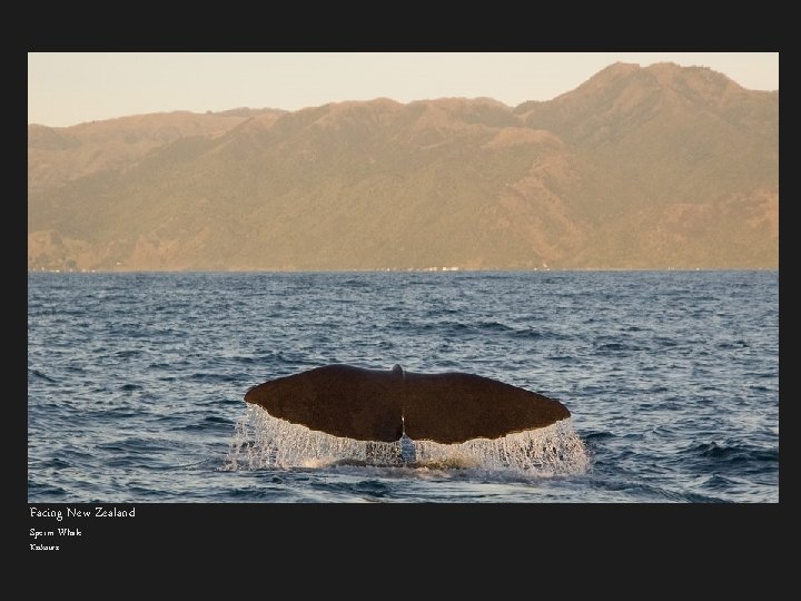 Facing New Zealand Sperm Whale Kaikoura 