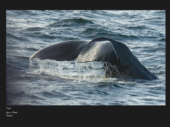 Tail Sperm Whale Kaikoura 