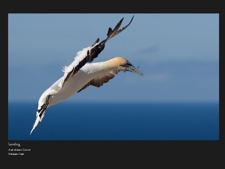 Landing Australiasian Gannet Kidnappers Cape 