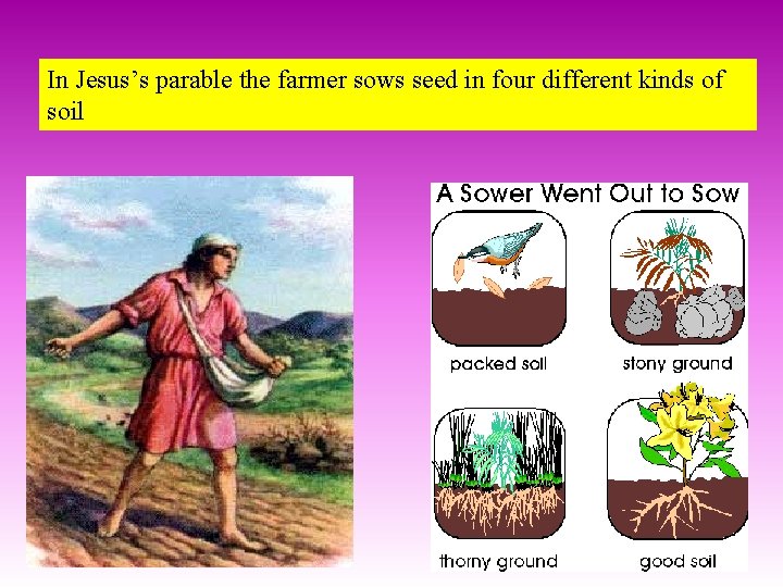 In Jesus’s parable the farmer sows seed in four different kinds of soil 