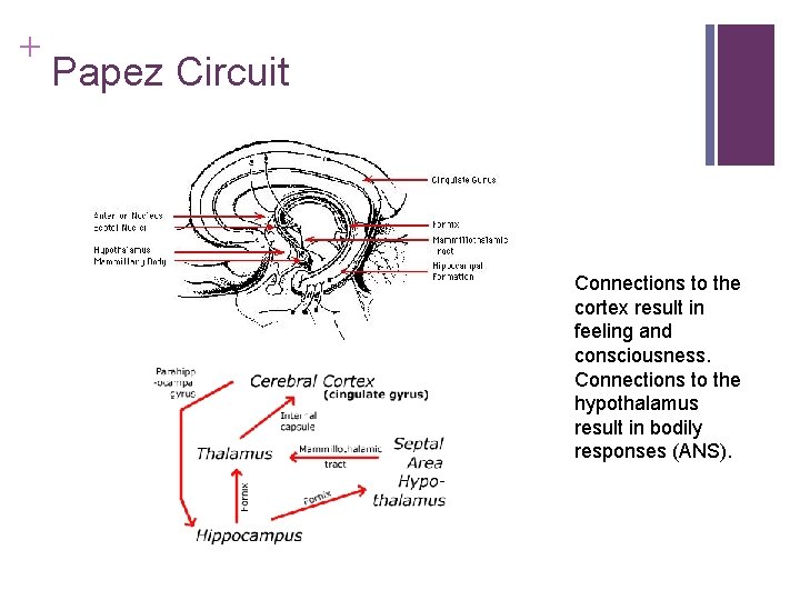 + Papez Circuit Connections to the cortex result in feeling and consciousness. Connections to