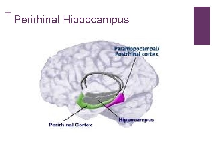 + Perirhinal Hippocampus 