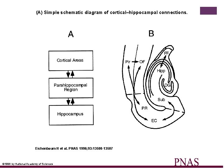 (A) Simple schematic diagram of cortical–hippocampal connections. Eichenbaum H et al. PNAS 1996; 93: