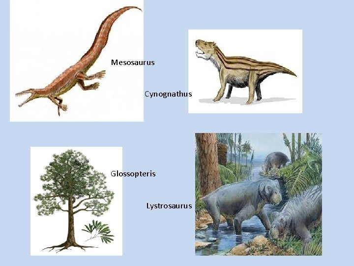 Mesosaurus Cynognathus Glossopteris Lystrosaurus 