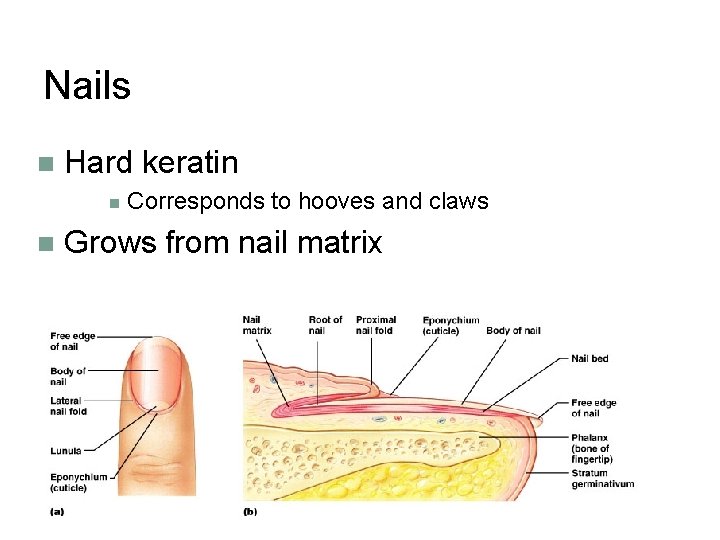 Nails n Hard keratin n n Corresponds to hooves and claws Grows from nail