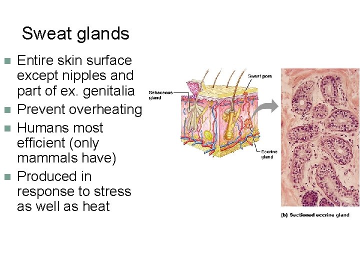 Sweat glands n n Entire skin surface except nipples and part of ex. genitalia