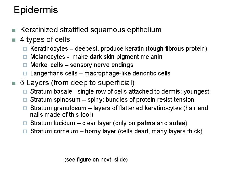 Epidermis n n Keratinized stratified squamous epithelium 4 types of cells Keratinocytes – deepest,
