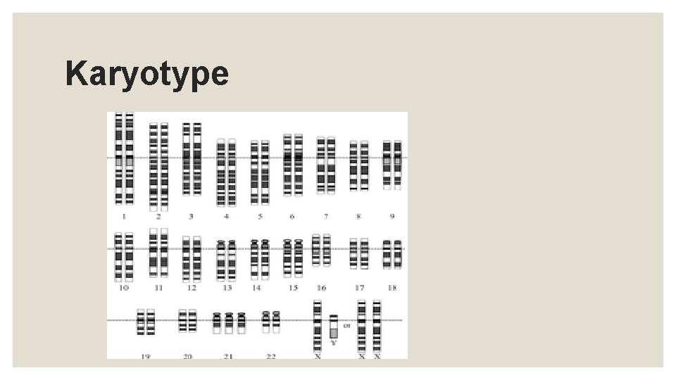 Karyotype 